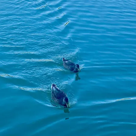 Les Du Tilleul 3* Villefranche-de-Lauragais