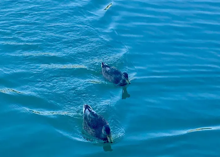 Les Du Tilleul 3* Villefranche-de-Lauragais